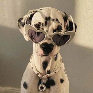 язычки и темы 🐶 - Telegram Channel link