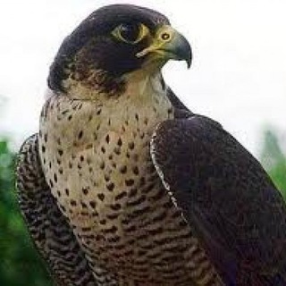 Dall'occhio del falco - Telegram Channel link